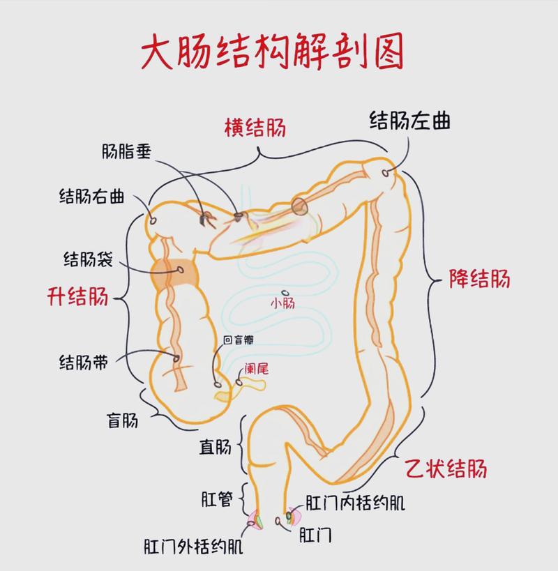 肛门潮湿发痒:先说结论