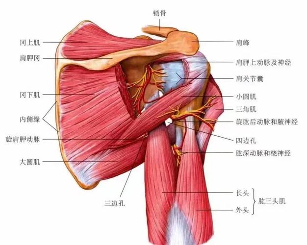 肛门潮湿发痒:和盆底肌真正相关的两种情形