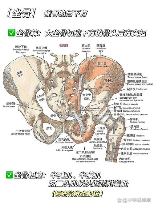 健身憋气发力 PC肌 压力:腹压是怎么传到盆底的
