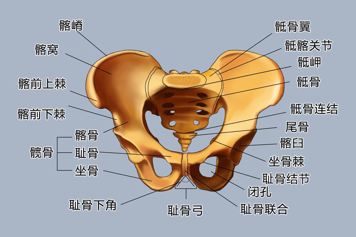 呼吸时盆底肌会跟着动:阶段三:屏气发力