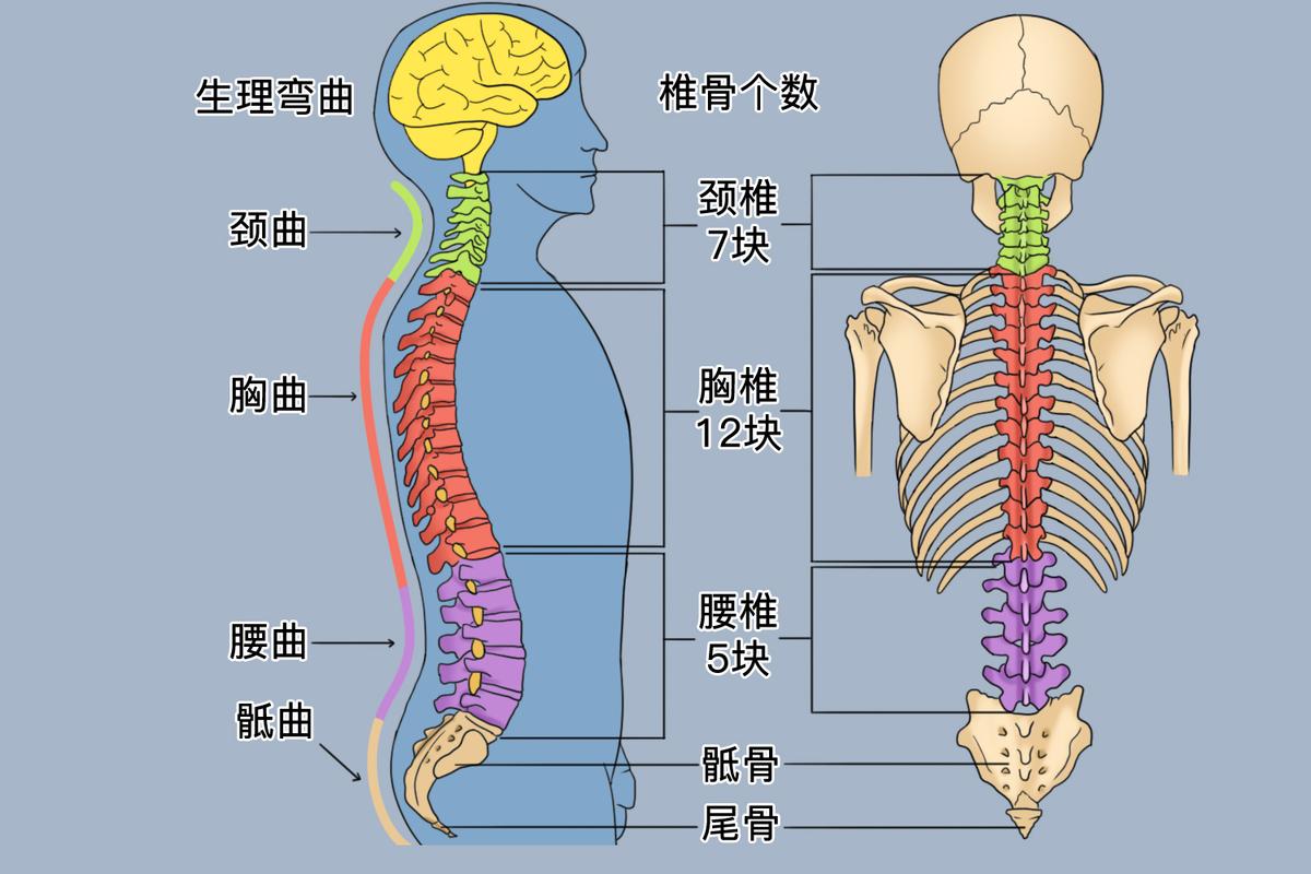PC肌天冷时收缩感变弱：先回答：正常