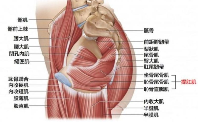 盆底肌练多久能感觉到控制力变化？分阶段看-男性盆底肌训练社区_凯格尔运动与PC肌怎么练 - P动