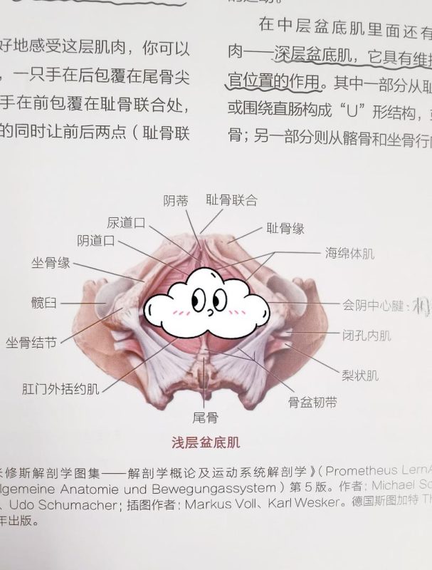 停练两周之后,退的到底是力量还是控制感-男性盆底肌训练社区_凯格尔运动与PC肌怎么练 - P动