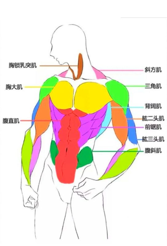 大便干硬肛门疼，和盆底肌有关吗？先分清 3 种情况-男性盆底肌训练社区_凯格尔运动与PC肌怎么练 - P动