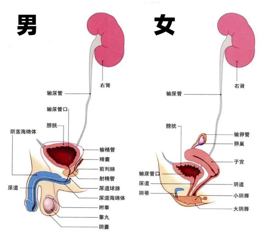 排便时肛门疼痛：训练要不要停