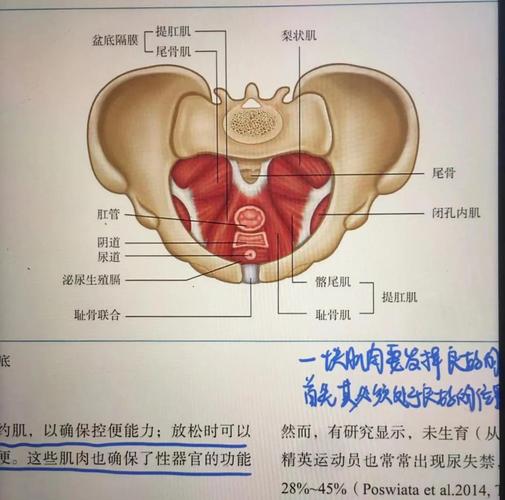 盆底肌是耐力型肌肉吗?为什么它不容易累-男性盆底肌训练社区_凯格尔运动与PC肌怎么练 - P动