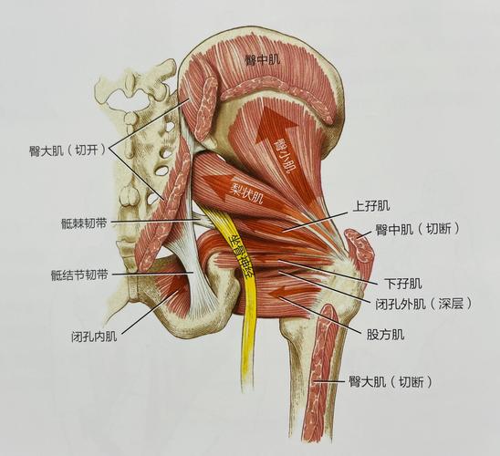 同一个动作,有人说三周有用有人说三个月,差在哪-男性盆底肌训练社区_凯格尔运动与PC肌怎么练 - P动