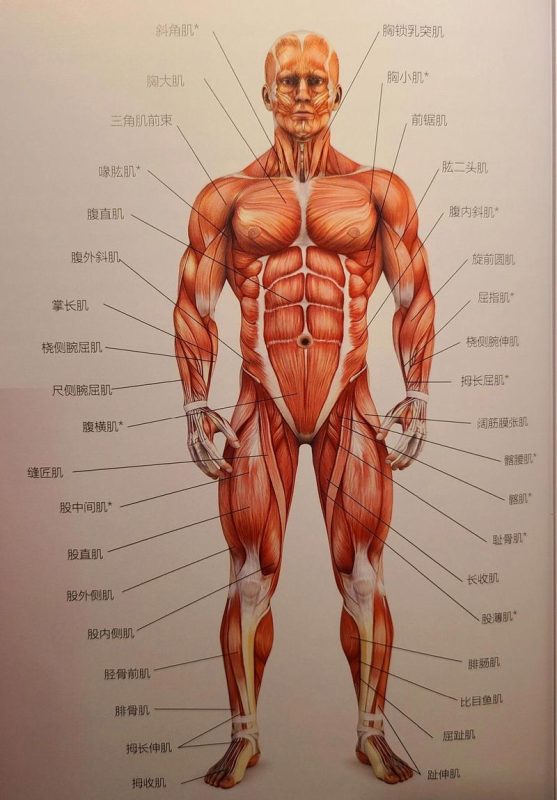 国外指南里,盆底肌训练到底是怎么定位的-男性盆底肌训练社区_凯格尔运动与PC肌怎么练 - P动