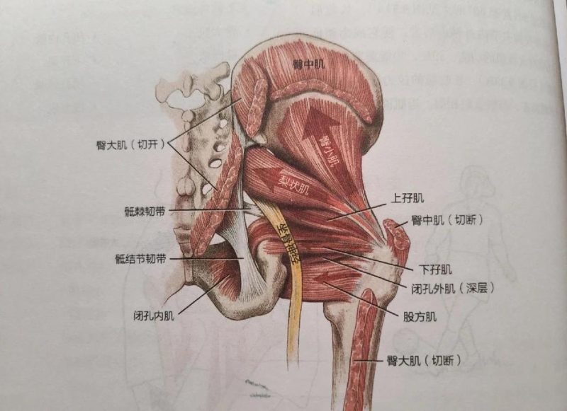 练盆底肌时臀腿总跟着用力，4 个办法把发力隔开-男性盆底肌训练社区_凯格尔运动与PC肌怎么练 - P动