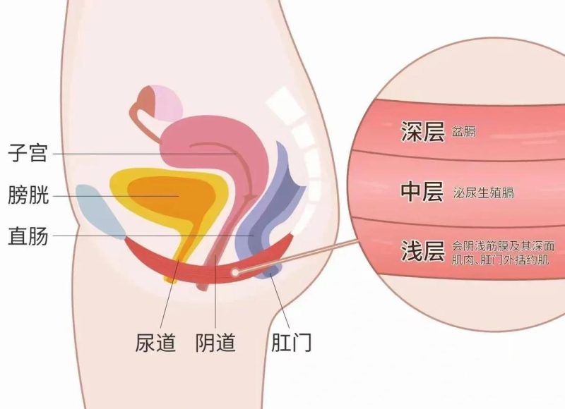 盆底肌「稳住」和「憋住」不是一回事,差在节奏-男性盆底肌训练社区_凯格尔运动与PC肌怎么练 - P动