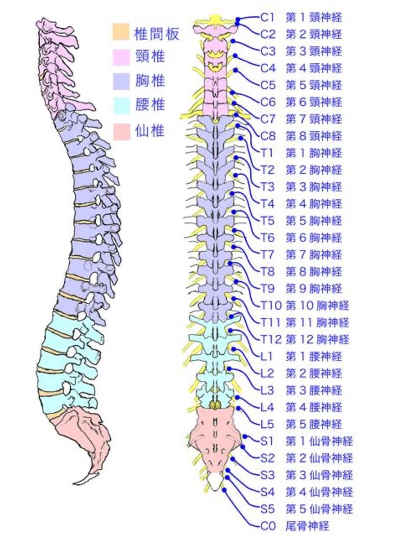 含胸驼背盆底肌:一个两分钟的自测