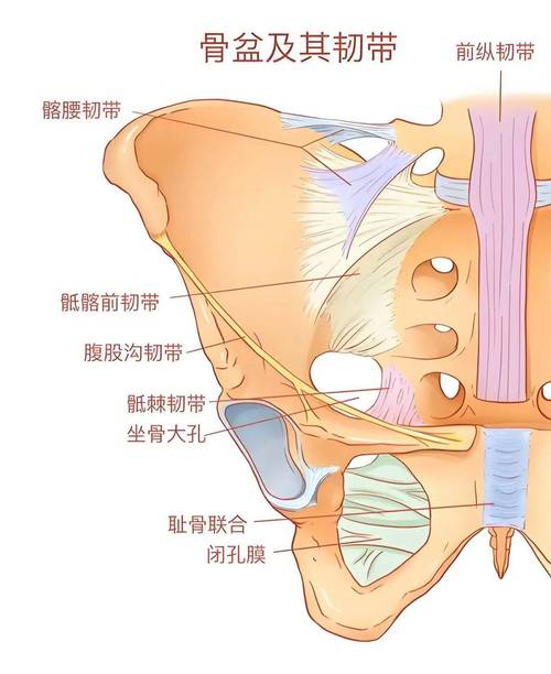 练盆底肌瘦肚子:这个说法错在哪