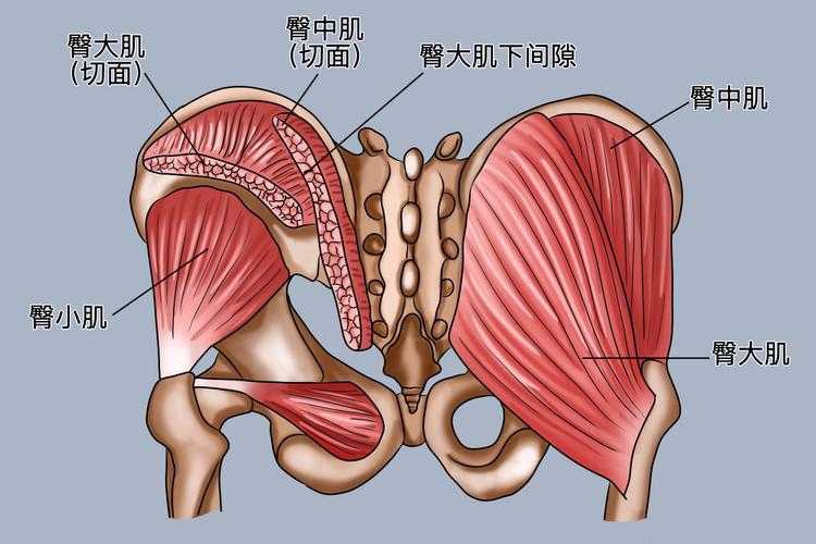 凯格尔运动有副作用吗？这 3 类人练之前要谨慎-男性盆底肌训练社区_凯格尔运动与PC肌怎么练 - P动
