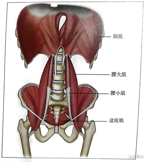 练盆底肌能缓解腰部酸胀吗？这个说法有依据吗-男性盆底肌训练社区_凯格尔运动与PC肌怎么练 - P动