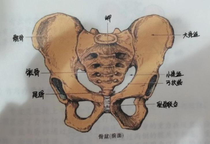 男性盆底肌和女性差在哪，练法要不要改-男性盆底肌训练社区_凯格尔运动与PC肌怎么练 - P动