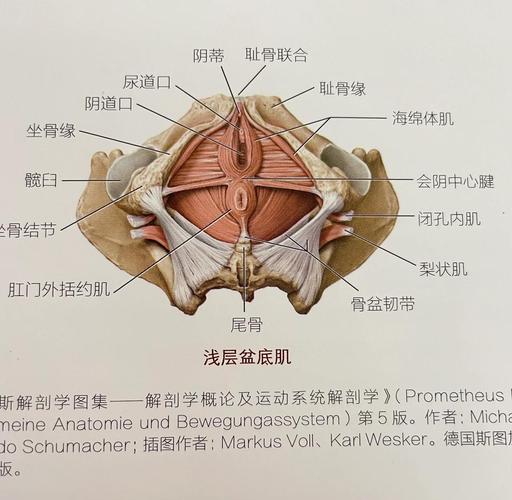 起夜两三次,练盆底肌有用吗?先分清是哪种情况-男性盆底肌训练社区_凯格尔运动与PC肌怎么练 - P动