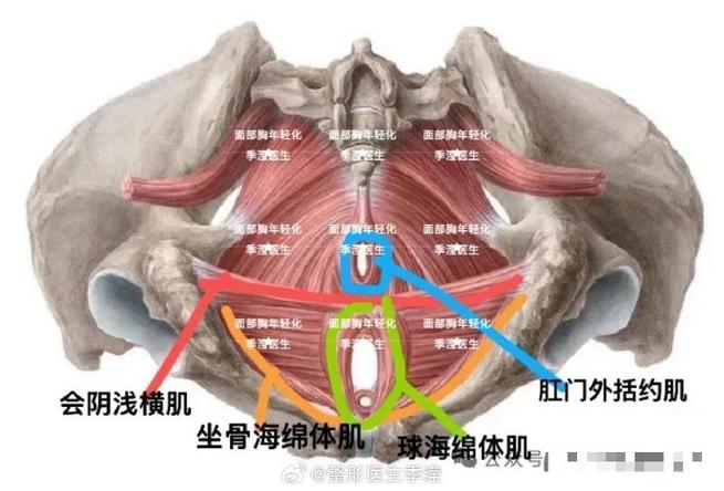 睡着以后盆底肌还会自己收缩:夜间漏尿说明什么