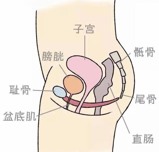 盆底肌在体表摸得到吗?3 个能感知到的位置-男性盆底肌训练社区_凯格尔运动与PC肌怎么练 - P动