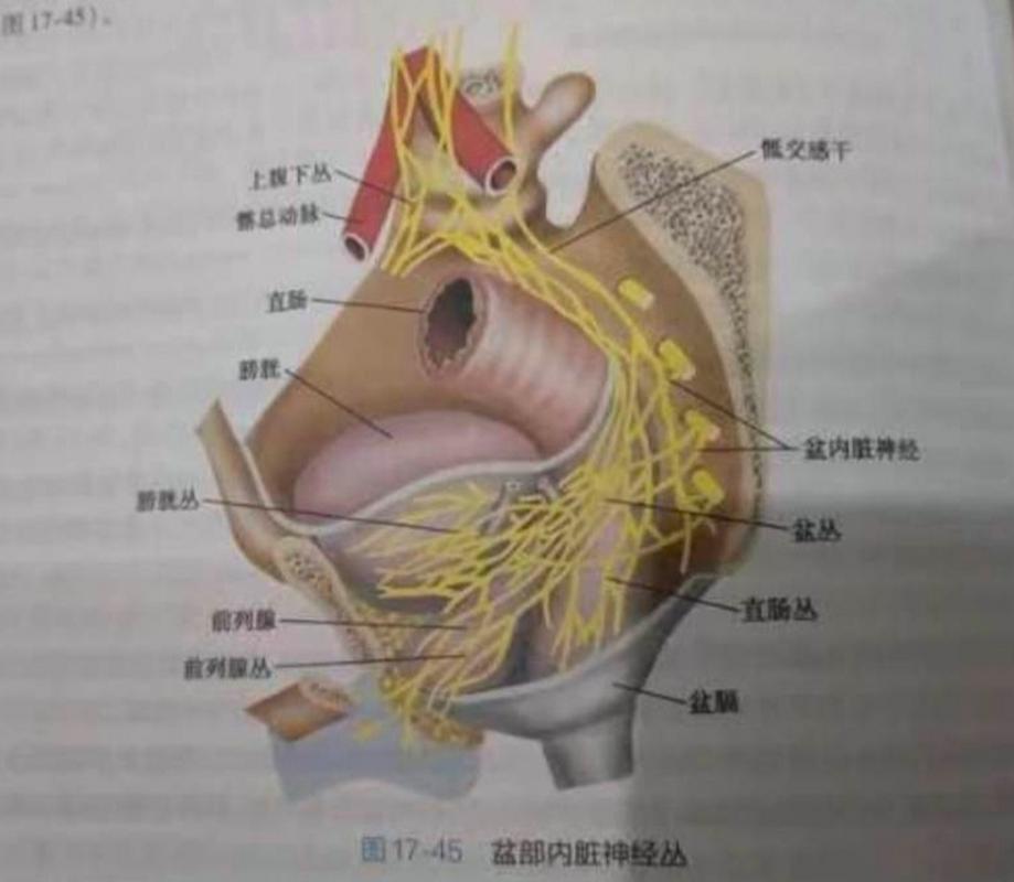 盆底肌神经支配:用触觉定位