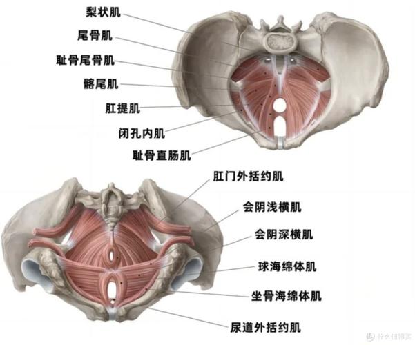 盆底肌连着哪些骨头:附着点会出什么问题