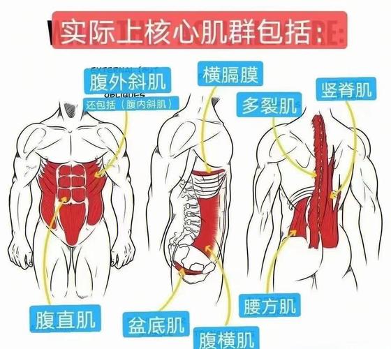 盆底肌算核心肌群的一部分吗?分 3 层说清-男性盆底肌训练社区_凯格尔运动与PC肌怎么练 - P动