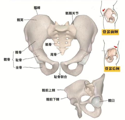 盆底肌与核心肌群:四层怎么协同