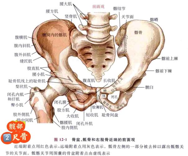 练盆底肌能提升运动表现吗？现有说法整理-男性盆底肌训练社区_凯格尔运动与PC肌怎么练 - P动