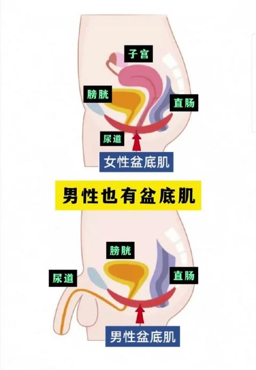 盆底肌分 3 层,从深到浅每一层管什么-男性盆底肌训练社区_凯格尔运动与PC肌怎么练 - P动