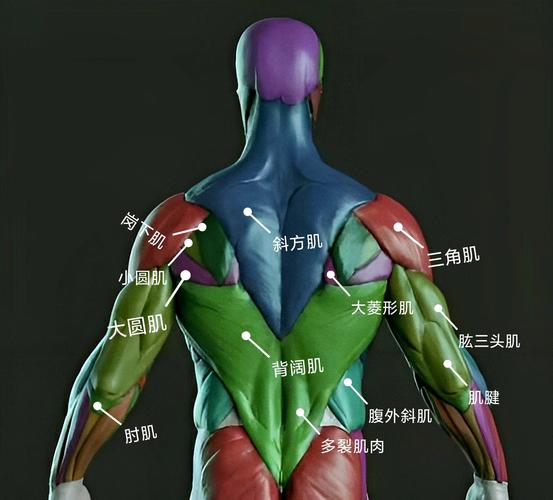 盆底肌越练越紧:原因四:方向偏成往下压