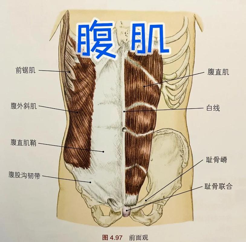 骨盆底与盆底肌：为什么这三个词经常被混用