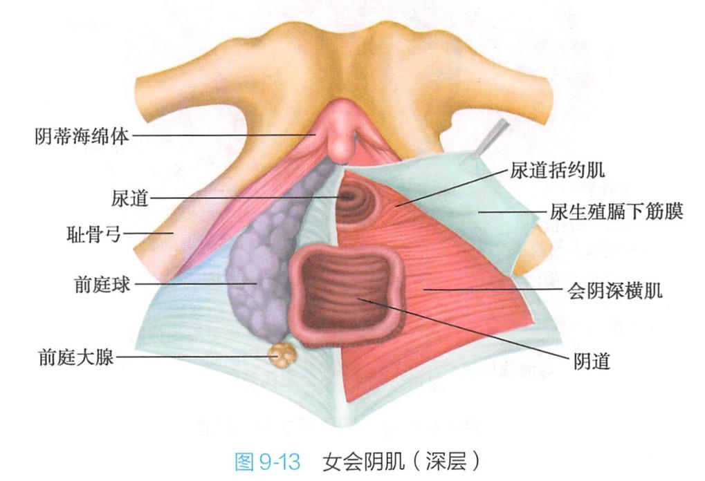 会阴中心腱:三个常见误判