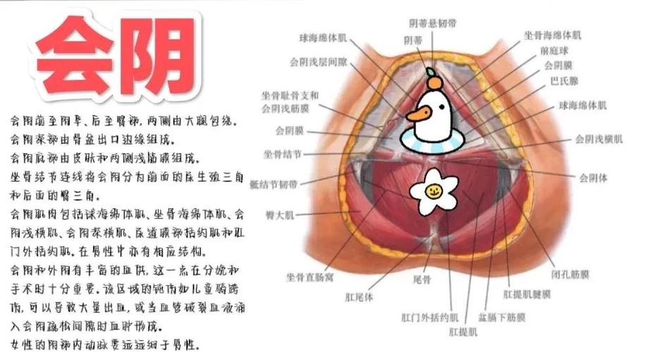 会阴和 PC肌 是同一块区域吗:先分清两个词的性质