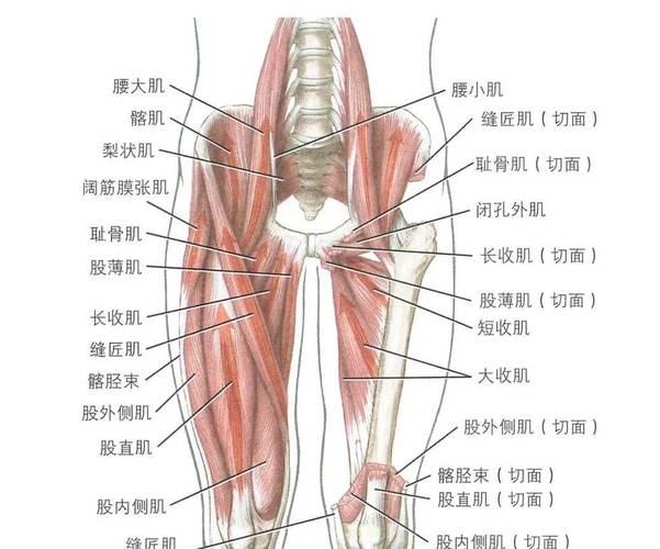 会阴和 PC肌 是同一块区域吗:分清这两个词有什么实际好处