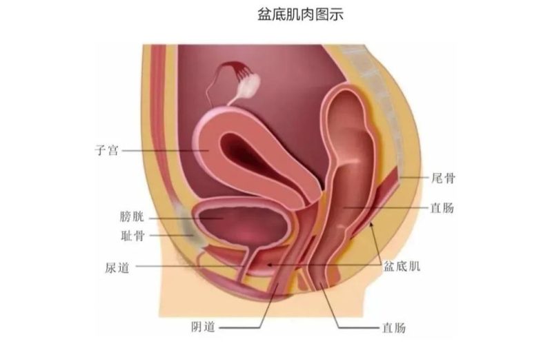 尿完起身还滴几滴,是盆底肌没兜住吗?先分清-男性盆底肌训练社区_凯格尔运动与PC肌怎么练 - P动