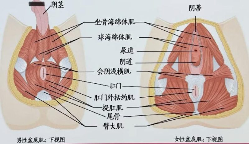 憋尿时间变短,是盆底肌弱了吗?先查什么-男性盆底肌训练社区_凯格尔运动与PC肌怎么练 - P动