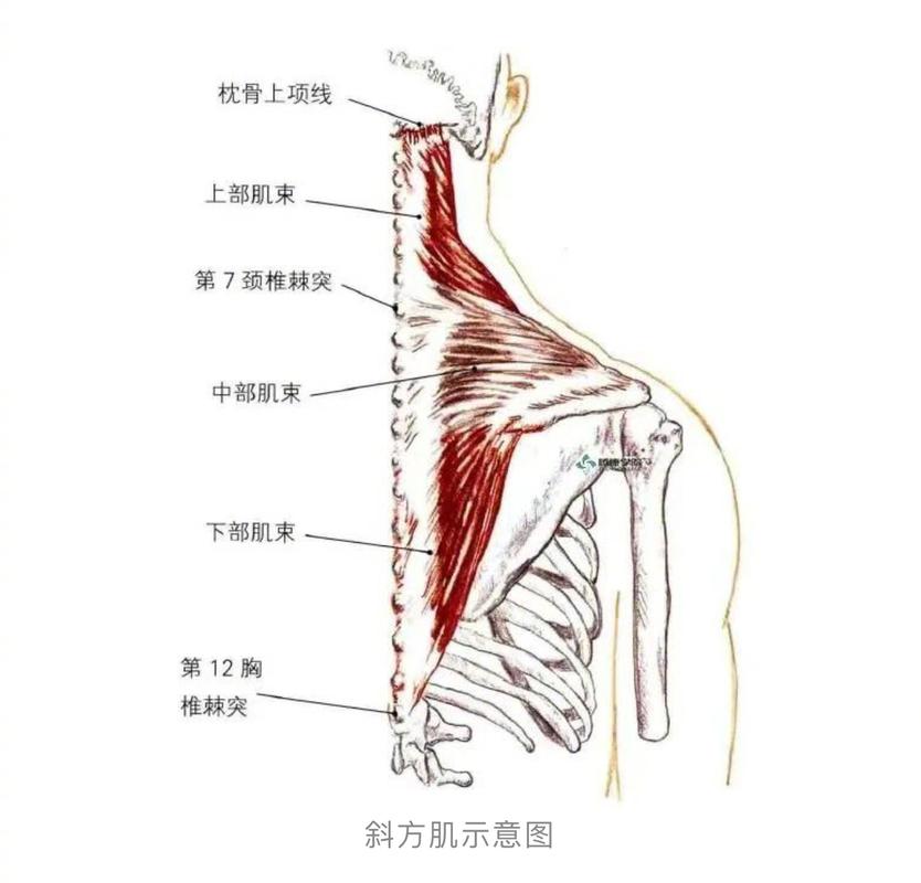 收缩耸肩：三步调整
