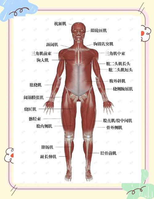 久坐时长与训练频率:频率到底怎么定