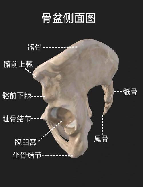 坐着会阴发麻,和盆底肌有关吗?先排除这几种-男性盆底肌训练社区_凯格尔运动与PC肌怎么练 - P动