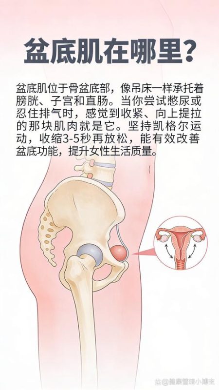 盆底肌属于骨骼肌吗?练完为什么会酸胀-男性盆底肌训练社区_凯格尔运动与PC肌怎么练 - P动