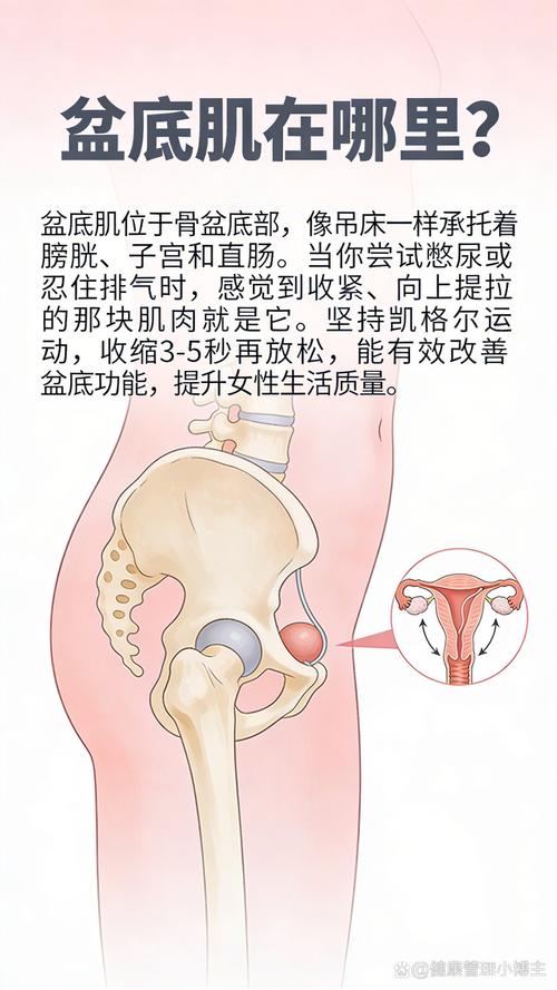 盆底肌肌肉类型:先确认它是什么类型的肌肉