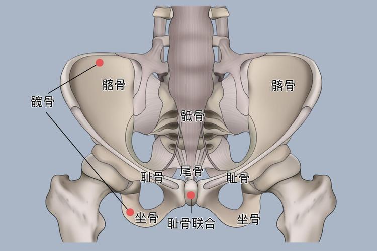 盆底肌肌肉类型:酸胀多久算正常