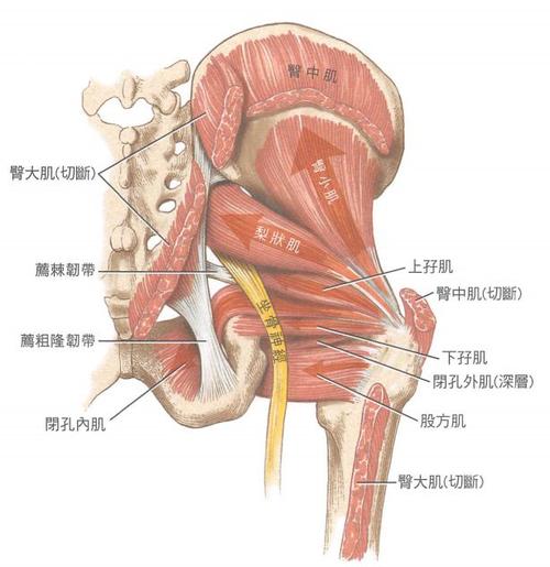 凯格尔研究样本量都不大，结论还能信吗-男性盆底肌训练社区_凯格尔运动与PC肌怎么练 - P动