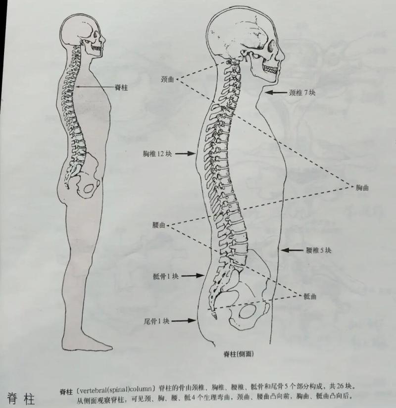 抽烟与盆底肌：戒烟之后会发生什么