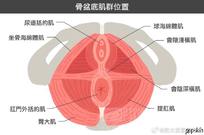 括约肌和盆底肌是一回事吗?两者关系讲清楚-男性盆底肌训练社区_凯格尔运动与PC肌怎么练 - P动