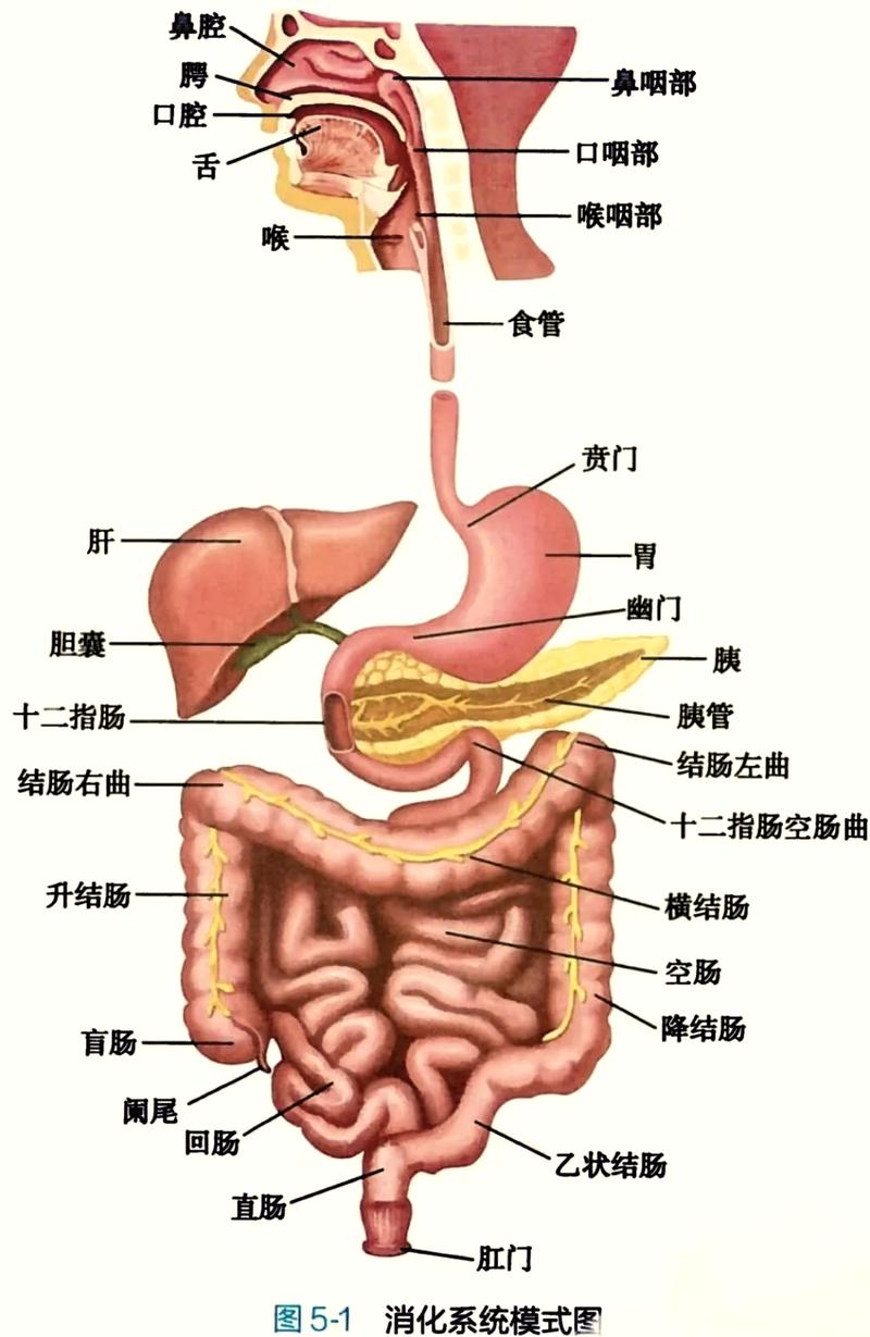 大便时肛门下坠:先把结论放前面
