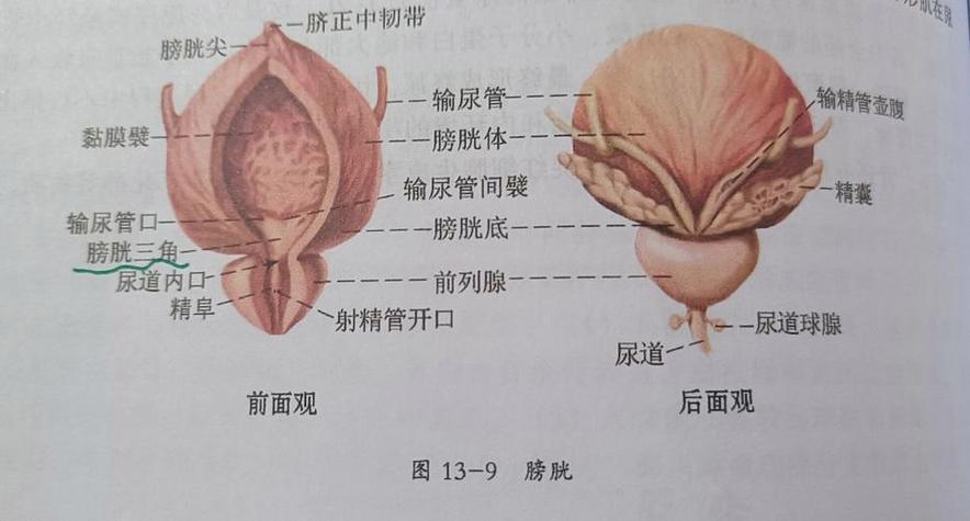 大便时肛门下坠:训练要不要停