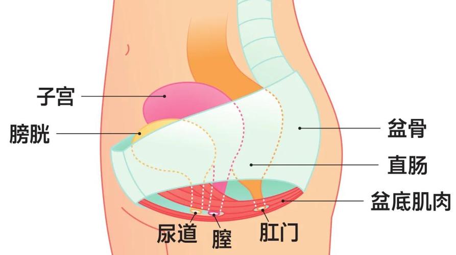 盆底肌支撑哪些器官：先看清楚这张「吊床」