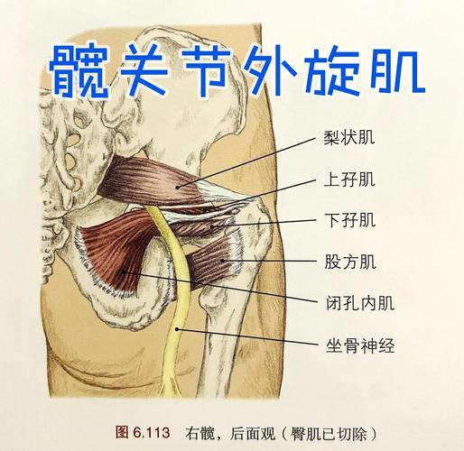 盆底肌支撑哪些器官：为什么最先出问题的是排尿和排便