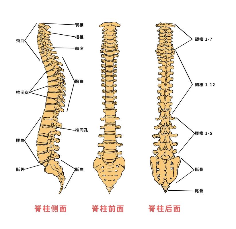 紧身内裤对盆底肌:影响三:姿势代偿