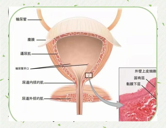 盆底肌与尿道关系:收缩时发生的三件事